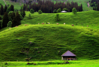 Kühe auf der Alp mit Käsespeicher